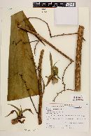 Furcraea longaeva image