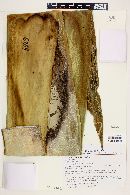Furcraea longaeva image