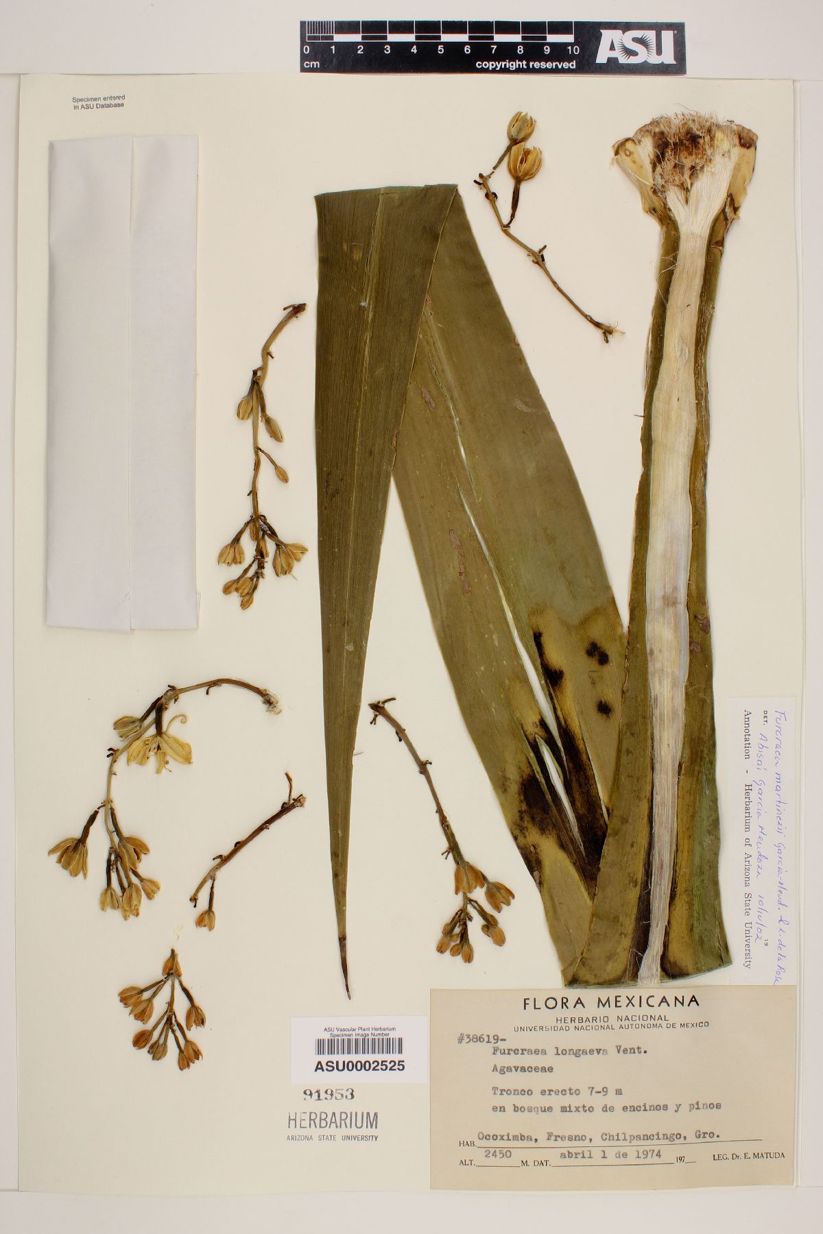 Furcraea martinezii image