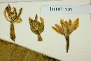 Furcraea longaeva image