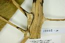 Furcraea longaeva image