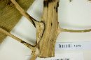 Furcraea longaeva image