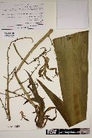 Furcraea longaeva image