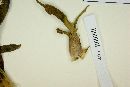 Furcraea longaeva image