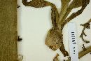 Furcraea longaeva image