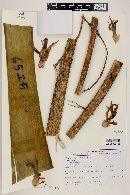 Furcraea longaeva image