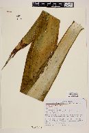 Furcraea longaeva image