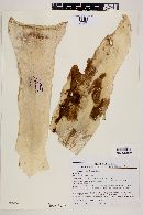 Furcraea longaeva image