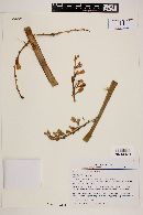 Furcraea longaeva image