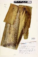 Furcraea longaeva image