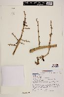 Furcraea longaeva image