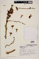 Furcraea longaeva image