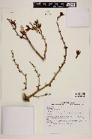 Furcraea longaeva image