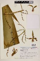 Furcraea longaeva image