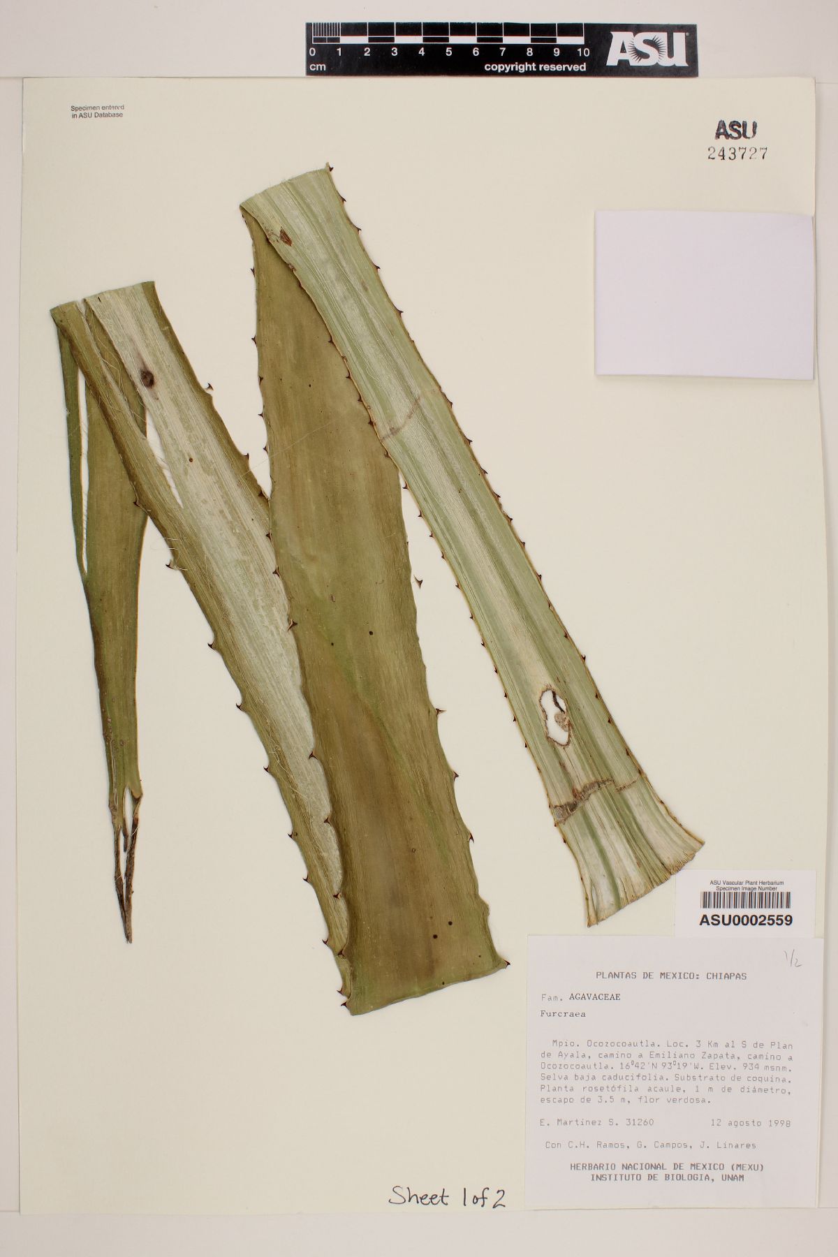 Furcraea guatemalensis image