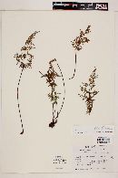 Cheilanthes hirsuta image