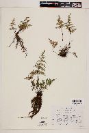 Cheilanthes hirsuta image