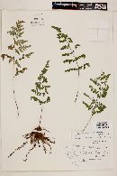 Ynesmexia seemannii image