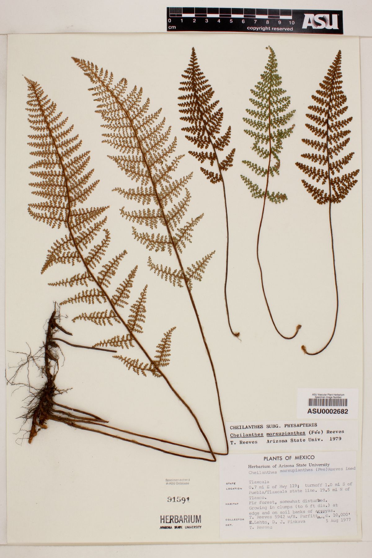 Myriopteris marsupianthes image