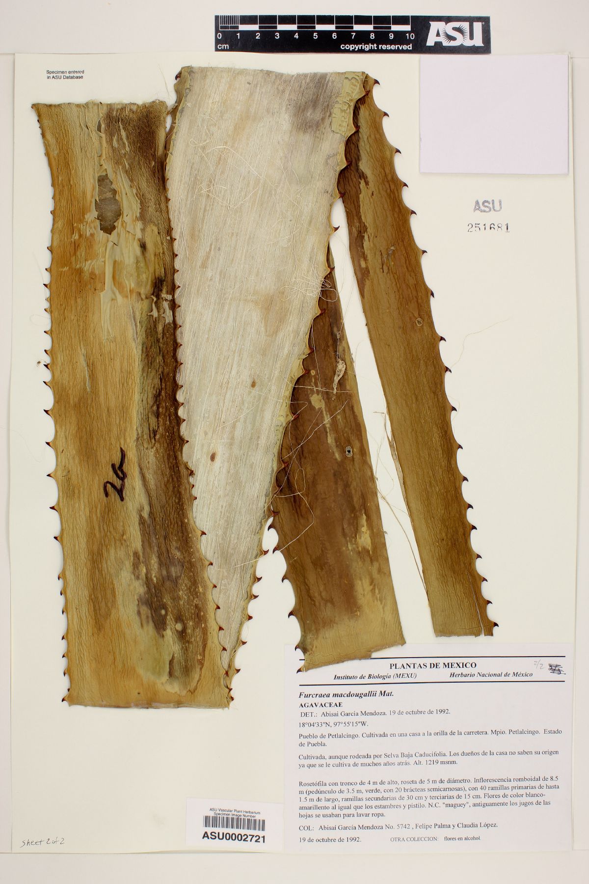 Furcraea macdougalii image
