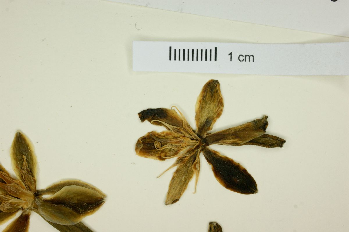 Furcraea macdougalii image