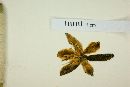 Furcraea macdougalii image
