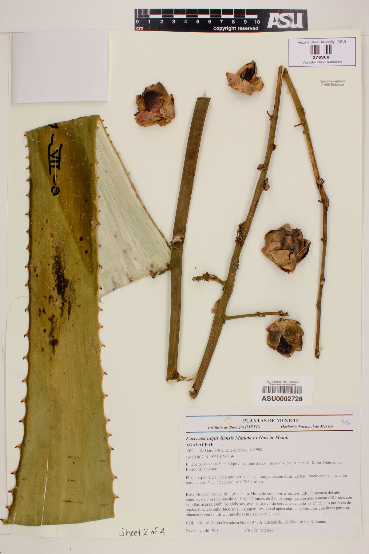 Furcraea niquivilensis image
