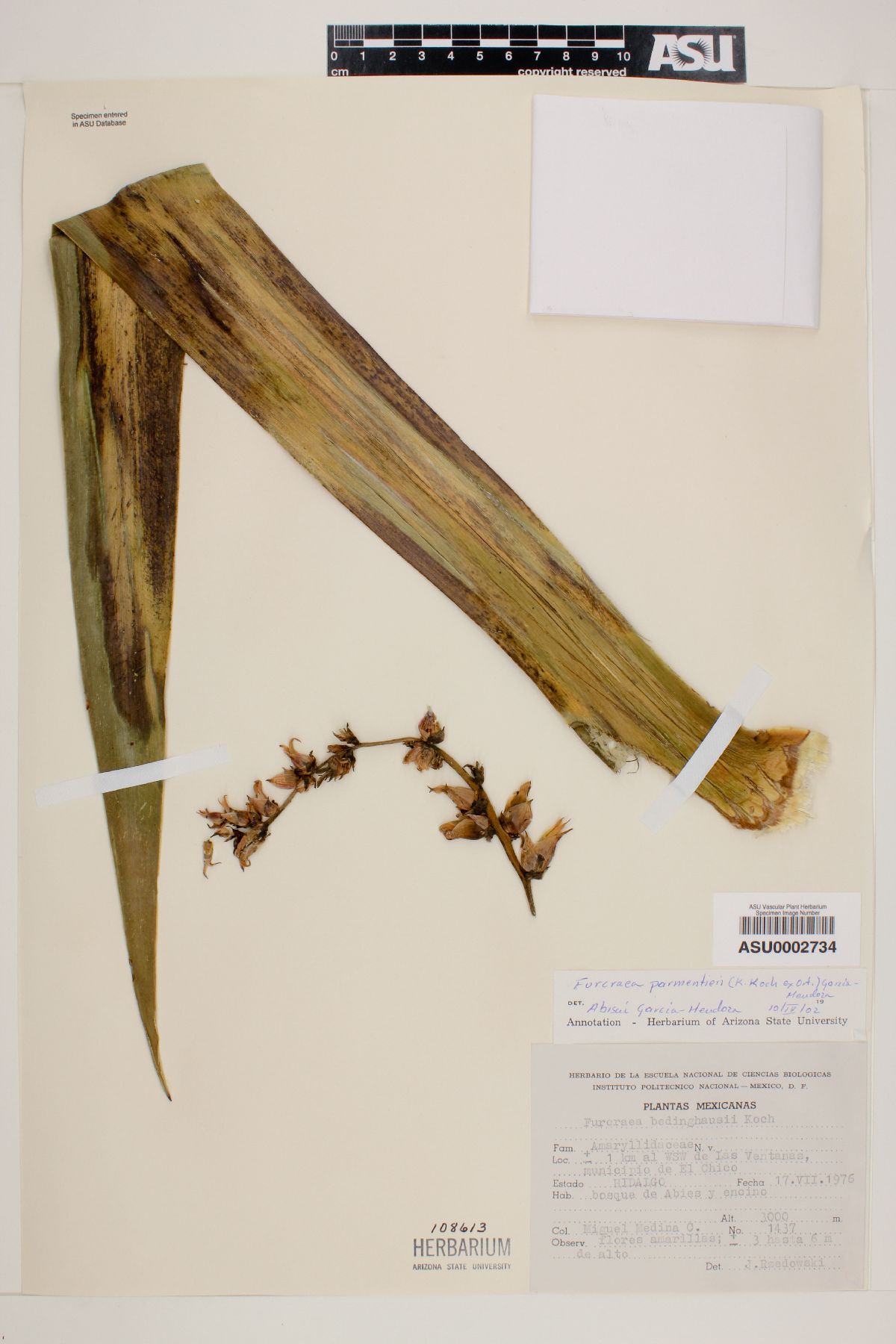 Furcraea parmentieri image