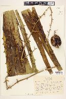 Furcraea pubescens image