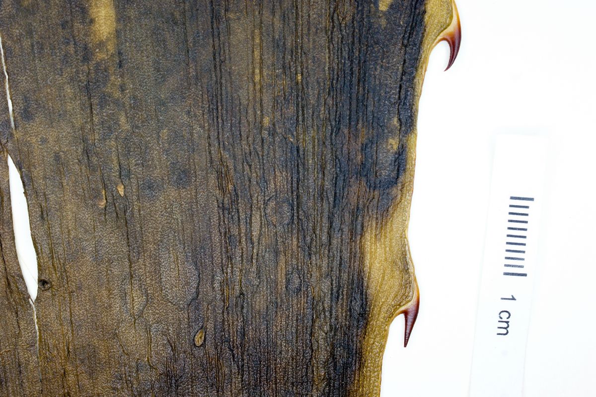 Furcraea pubescens image