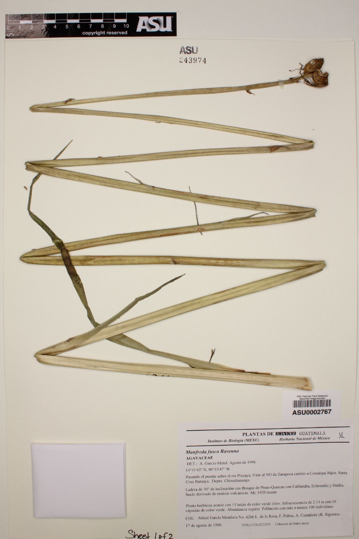 Manfreda fusca image