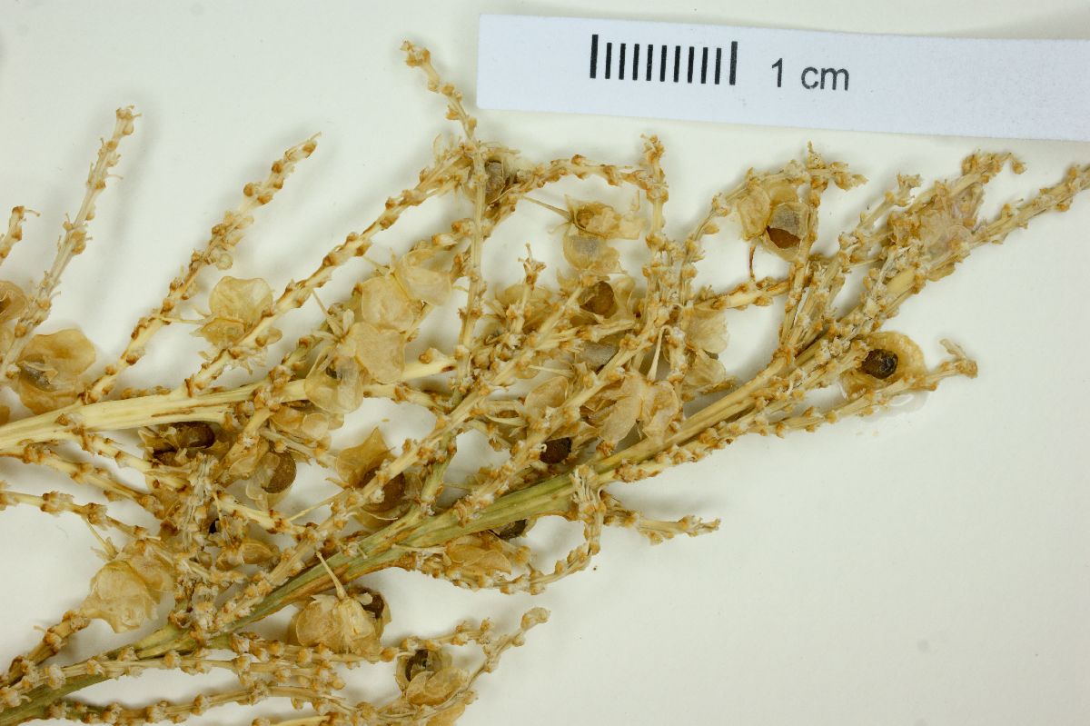 Nolina beldingii image