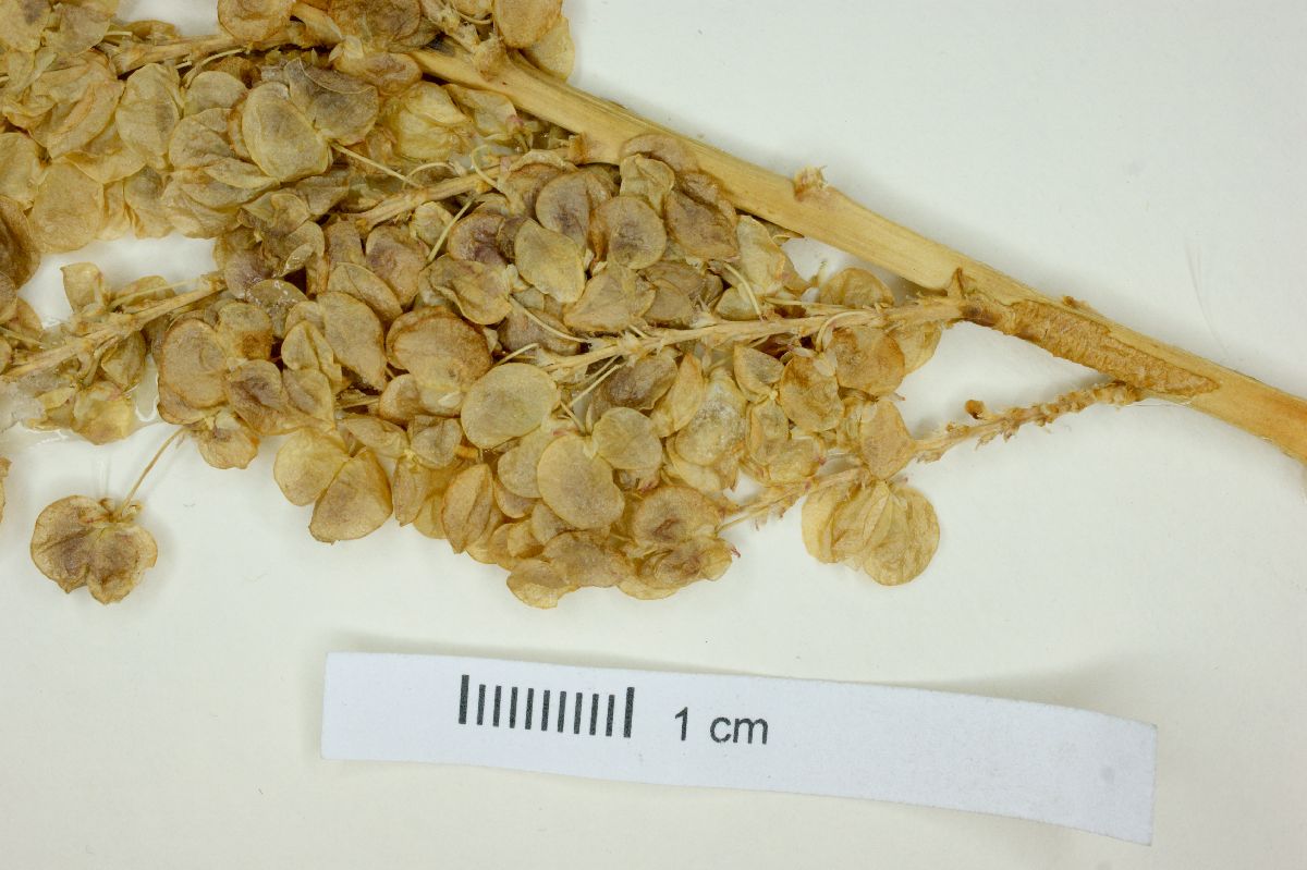 Nolina beldingii image