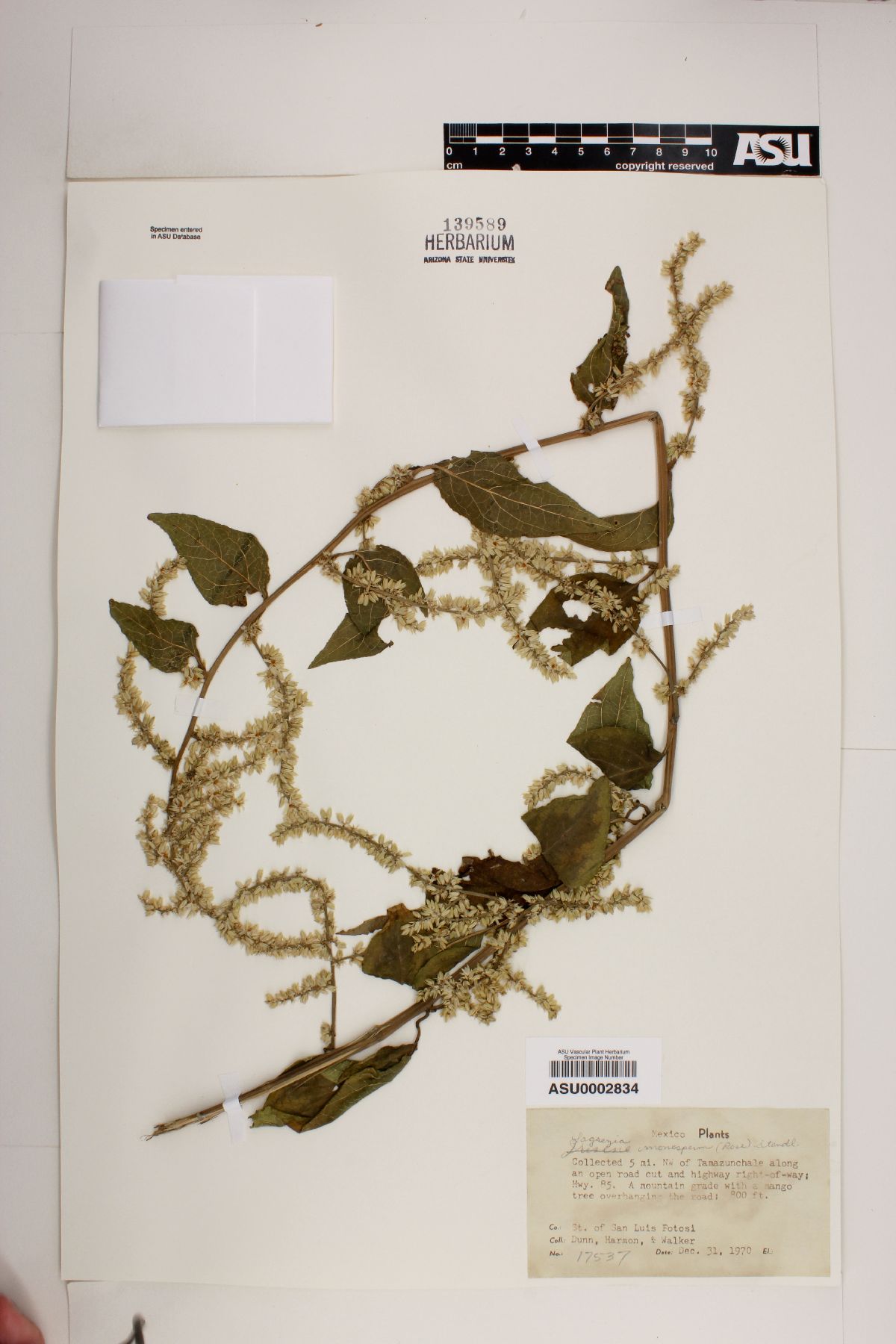 Lagrezia monosperma image
