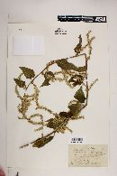 Lagrezia monosperma image