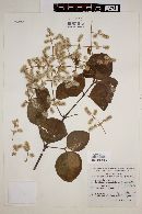 Pfaffia hookeriana image