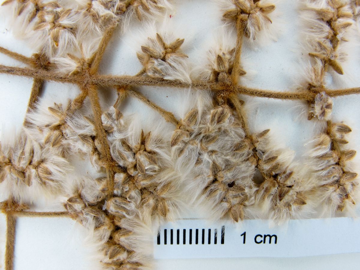 Pfaffia hookeriana image