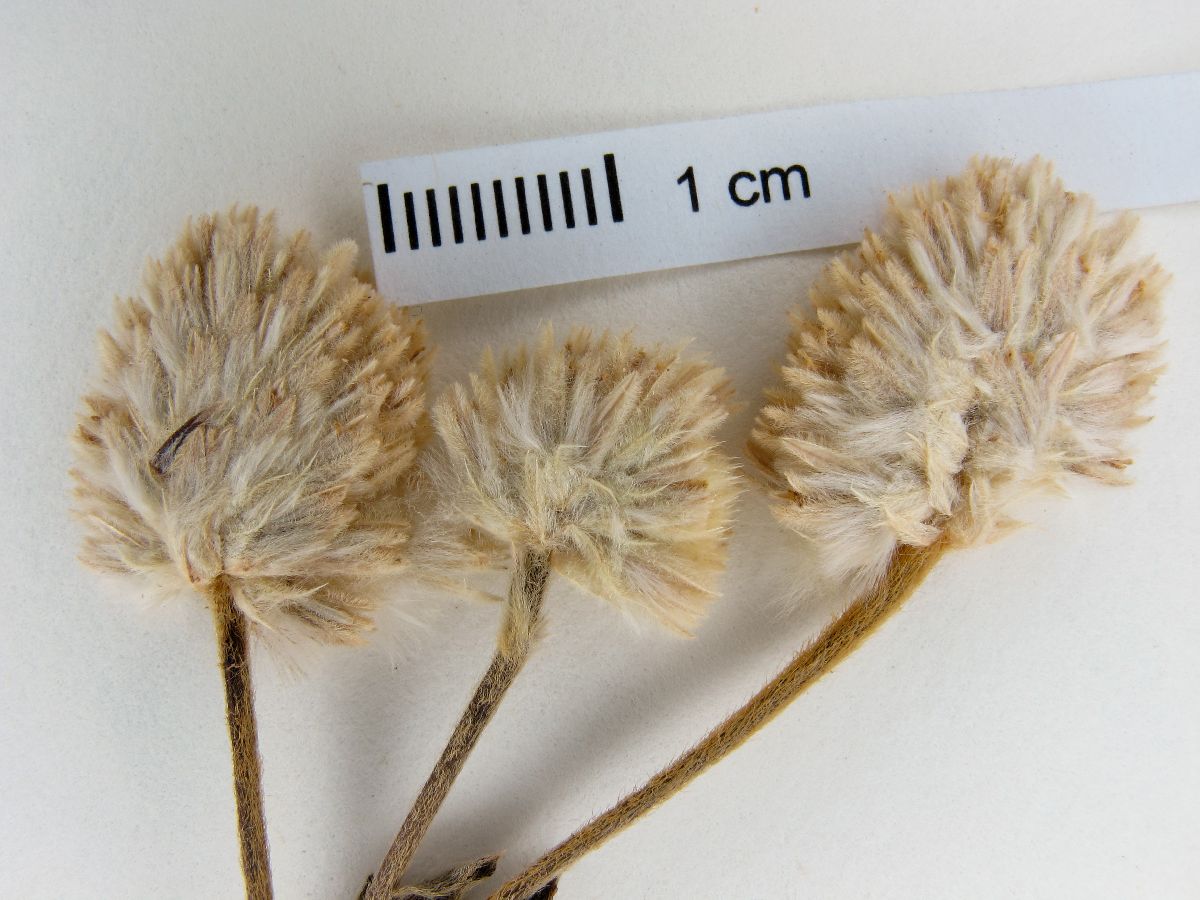 Pfaffia acutifolia image
