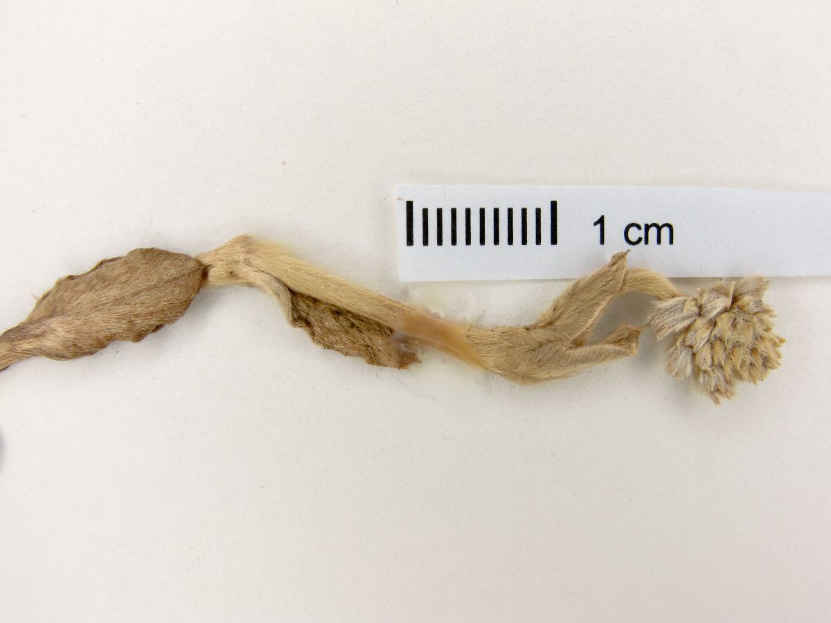 Pfaffia argyrea image