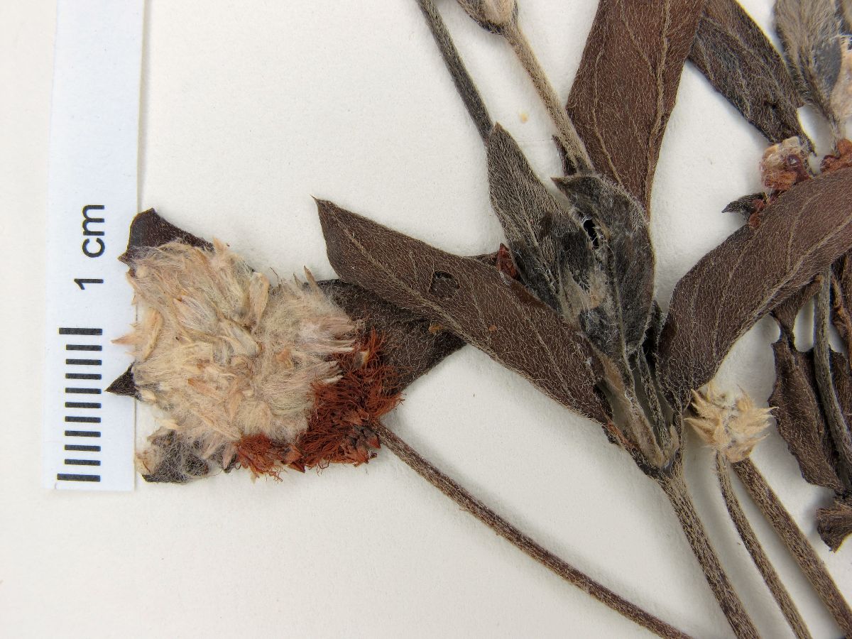 Pfaffia acutifolia image