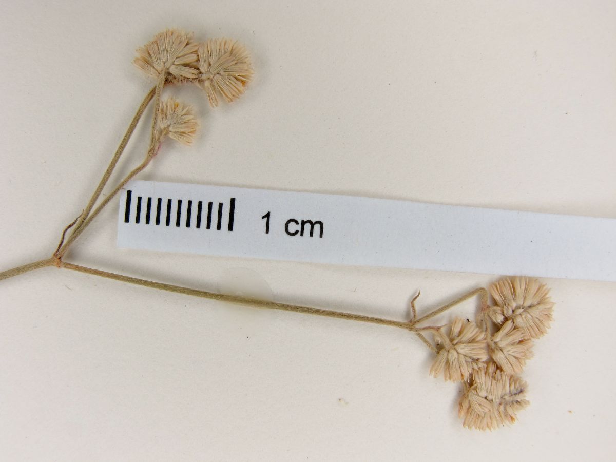 Pfaffia glomerata image