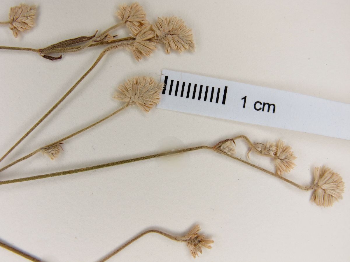 Pfaffia glomerata image