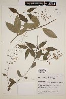 Hebanthe paniculata image