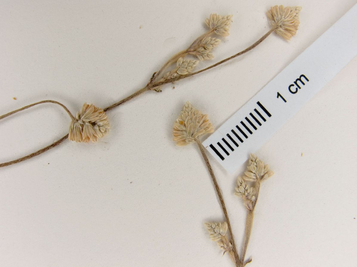 Pfaffia tuberosa image