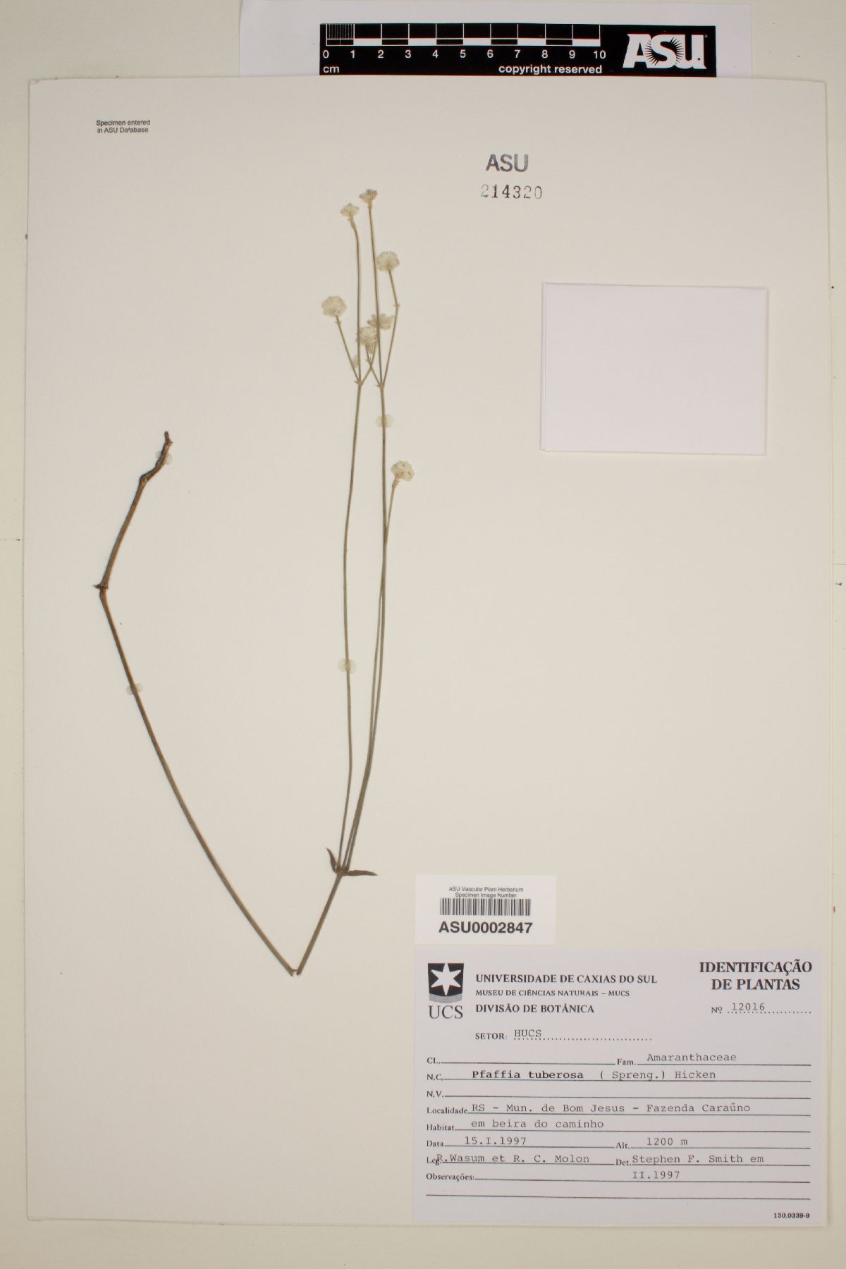 Pfaffia tuberosa image