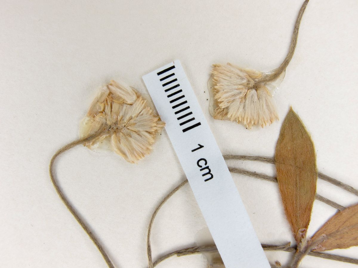 Pfaffia tuberosa image