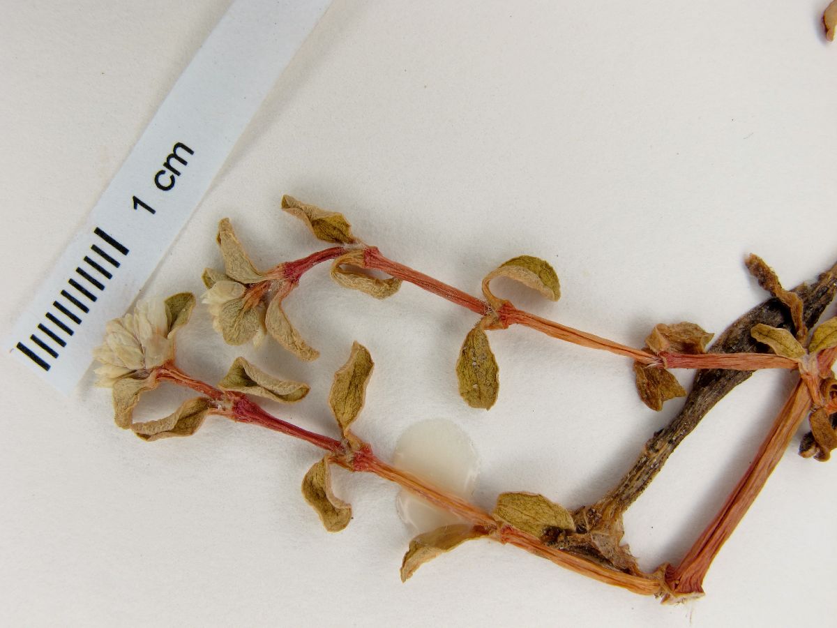 Philoxerus portulacoides image