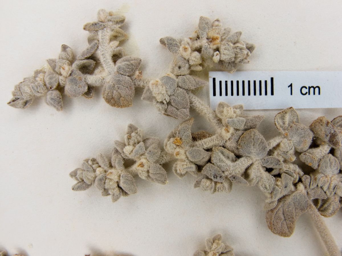 Tidestromia rhizomatosa image