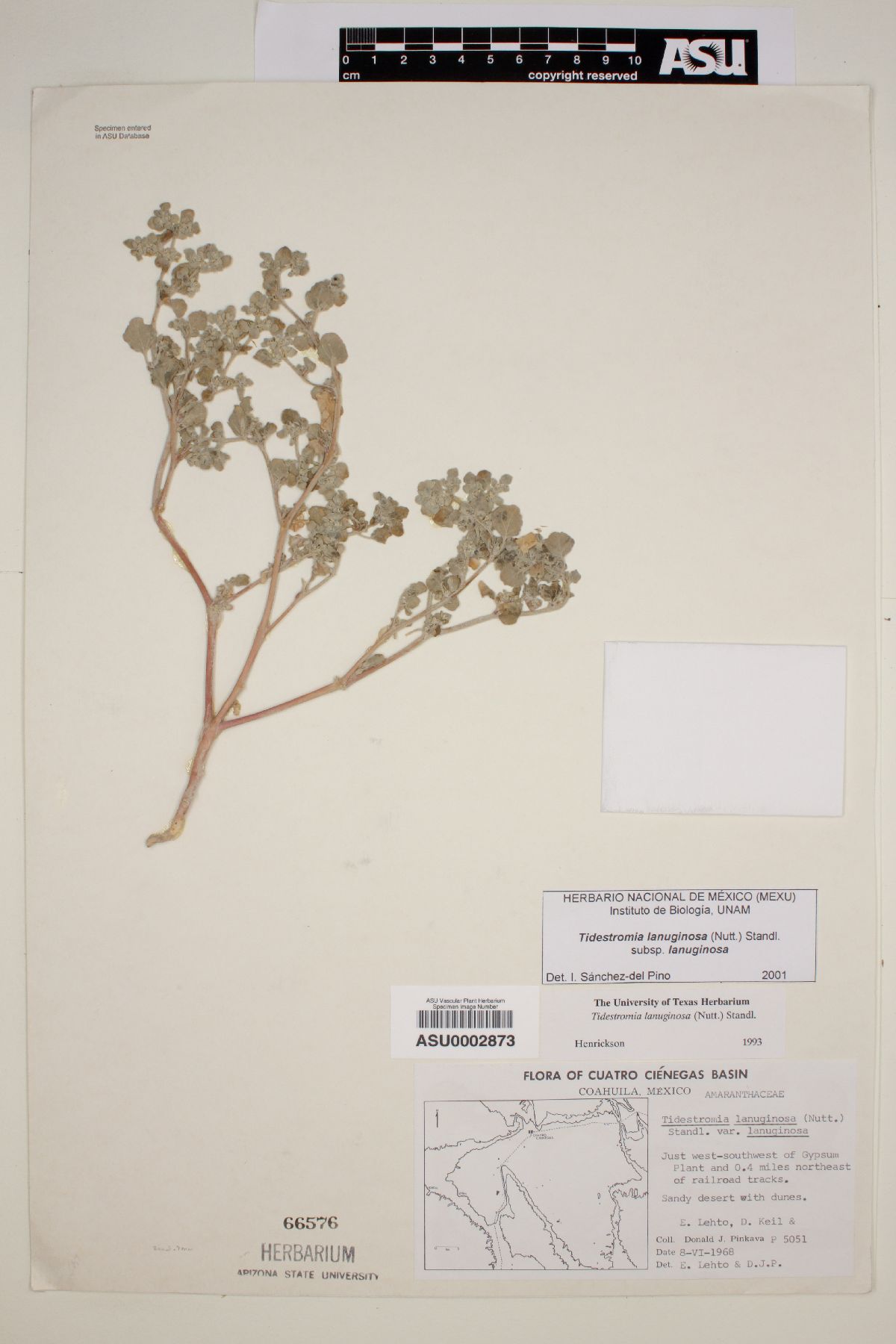 Tidestromia lanuginosa subsp. lanuginosa image
