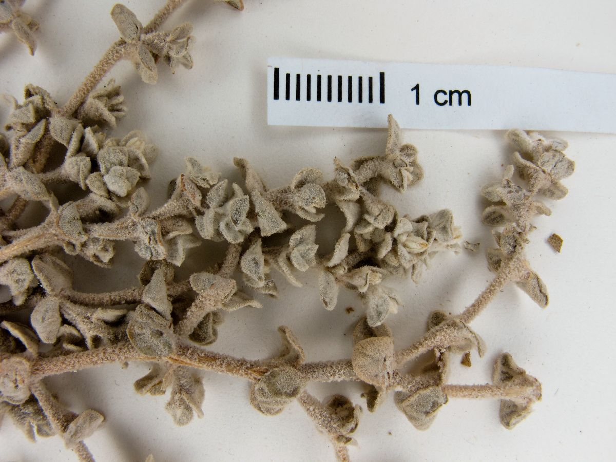 Tidestromia rhizomatosa image